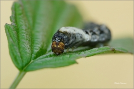 <p>MŮŘICE OČKOVANÁ - larva (Thyatira batis) --- /Peach blossom - Roseneule/</p>